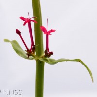 Red Valerian
